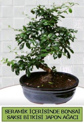 Seramik vazoda bonsai japon aac bitkisi  zmir eme iek maazas , ieki adresleri 