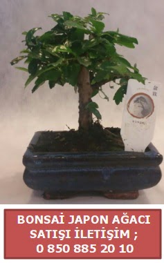 Japon aac minyar bonsai sat  zmir Konak 14 ubat sevgililer gn iek 