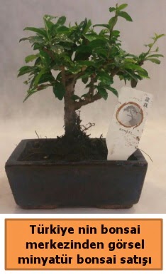 Japon aac bonsai sat ithal grsel  zmir Bornova cicek , cicekci 