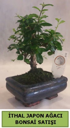 thal japon aac bonsai bitkisi sat  zmir Bayrakl uluslararas iek gnderme 