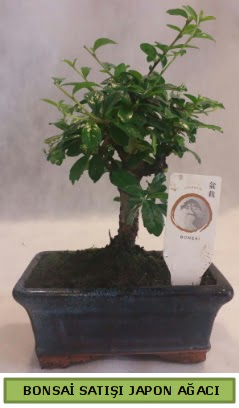 Minyatr bonsai aac sat  zmir Bayndr cicekciler , cicek siparisi 