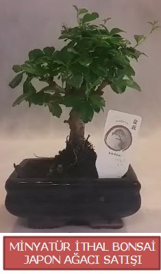 Kk grsel bonsai japon aac bitkisi  zmir Karabalar anneler gn iek yolla 