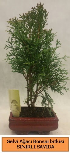 Selvi aac bonsai japon aac bitkisi  zmir Konak 14 ubat sevgililer gn iek 