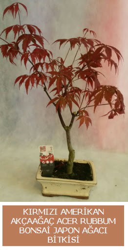 Amerikan akaaa Acer Rubrum bonsai  zmir Tire iek yolla 