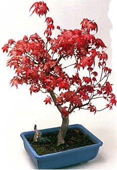 Amerikan akaaa bonsai bitkisi  zmir Bornova cicek , cicekci 