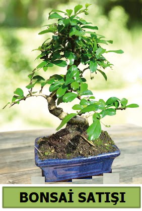 am bonsai japon aac sat  zmir Konak 14 ubat sevgililer gn iek 
