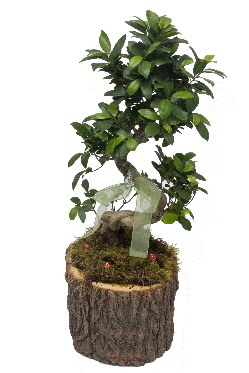 Doğal kütükte bonsai saksı bitkisi  İzmir Konak çiçek siparişi vermek 