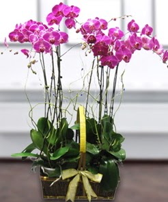 7 dall mor lila orkide  zmir Karyaka online iek gnderme sipari 