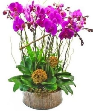 Ahap ktkte lila mor orkide 8 li  zmir Konak kaliteli taze ve ucuz iekler 
