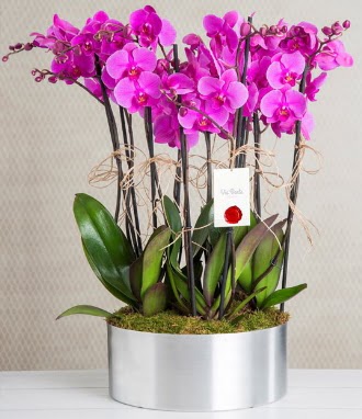 11 dall mor orkide metal vazoda  zmir Karyaka online iek gnderme sipari 