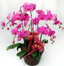 Sepet ierisinde 5 dall lila orkide  zmir Gaziemir hediye sevgilime hediye iek 