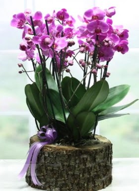 Ktk ierisinde 6 dall mor orkide  zmir Gaziemir hediye sevgilime hediye iek 