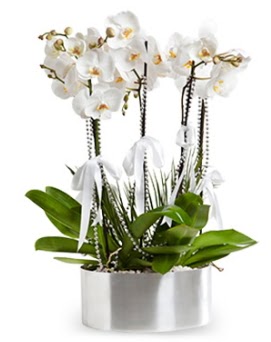 Be dall metal saksda beyaz orkide  zmir Bornova cicek , cicekci 