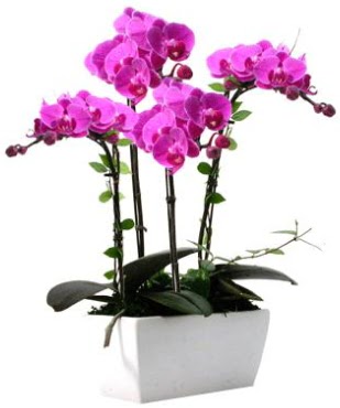 Seramik vazo ierisinde 4 dall mor orkide  zmir Konak 14 ubat sevgililer gn iek 