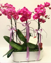 Beyaz seramik ierisinde 4 dall orkide  zmir Gaziemir hediye sevgilime hediye iek 