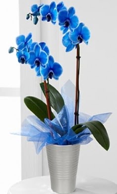 Seramik vazo ierisinde 2 dall mavi orkide  zmir Karabalar anneler gn iek yolla 