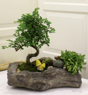 Aa ktk ierisinde bonsai ve sukulent  zmir Karyaka online iek gnderme sipari 