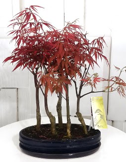 5 adet japon akaaa bonsai iei  zmir Konak 14 ubat sevgililer gn iek 