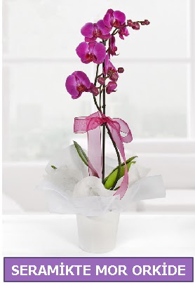 Seramik içerisinde birinci kalite tek dallı mor orkide  İzmir Konak çiçek siparişi vermek 
