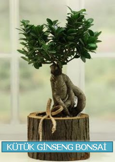 Ktk aa ierisinde ginseng bonsai  zmir Karyaka online iek gnderme sipari 