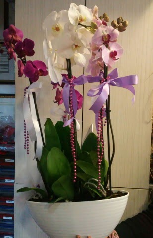 Mor ve beyaz ve pembe 6 dall orkide  zmir Gaziemir hediye sevgilime hediye iek 