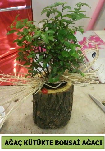Doal aa ktk ierisinde bonsai aac  zmir Karyaka online iek gnderme sipari 