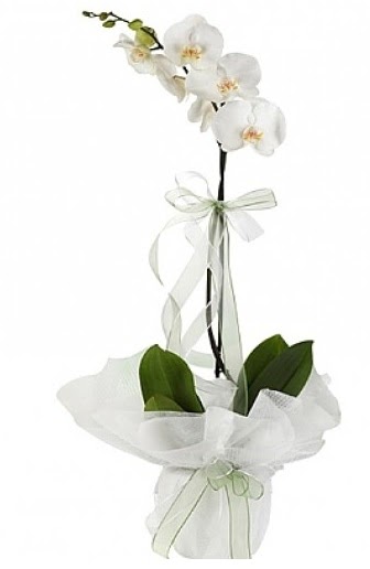 Tekli Beyaz Orkide  zmir Konak iek online iek siparii 