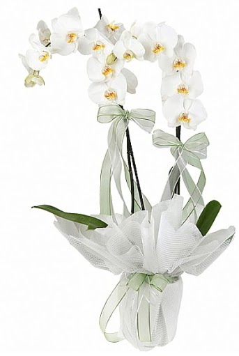 ift Dall Beyaz Orkide  zmir Seferihisar ieki telefonlar 