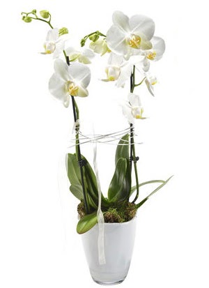 2 dall beyaz seramik beyaz orkide sakss  zmir Karyaka online iek gnderme sipari 
