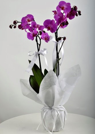 ift dall saksda mor orkide iei  zmir Torbal online ieki , iek siparii 