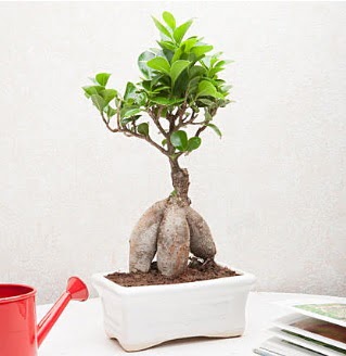 Exotic Ficus Bonsai ginseng  zmir Narldere ucuz iek gnder 