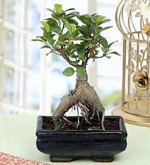 Appealing Ficus Ginseng Bonsai  zmir Seferihisar ieki telefonlar 