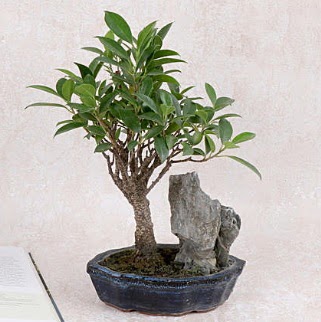Japon aac Evergreen Ficus Bonsai  zmir Karyaka online iek gnderme sipari 