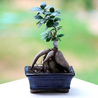 Marvellous Ficus Microcarpa ginseng bonsai  zmir Torbal online ieki , iek siparii 