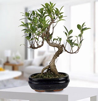 Gorgeous Ficus S shaped japon bonsai  zmir Kiraz internetten iek sat 