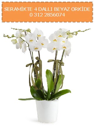 Seramikte 4 dall beyaz orkide  zmir Gzelbahe gvenli kaliteli hzl iek 