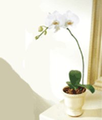  zmir Bayndr cicekciler , cicek siparisi  Saksida kaliteli bir orkide