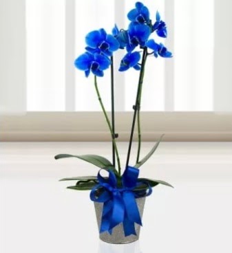 ift dall mavi orkide  zmir Konak 14 ubat sevgililer gn iek 