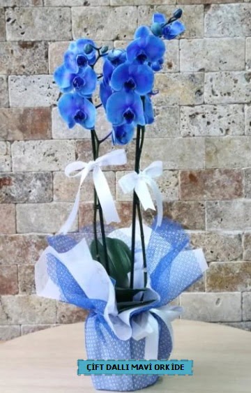 ift dall ithal mavi orkide  zmir Bornova cicek , cicekci 