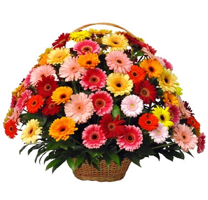Karışık renkli büyük gerbera sepet aranjmanı  İzmir Konak online çiçek gönderme sipariş 