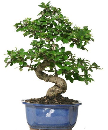 21 ile 25 cm aras zel S bonsai japon aac  zmir Bayrakl uluslararas iek gnderme 