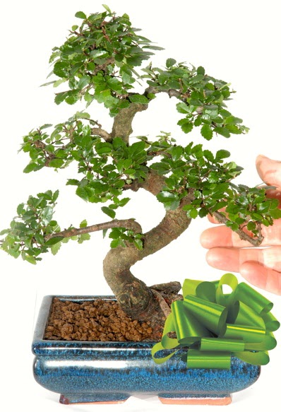 Yaklak 25 cm boyutlarnda S bonsai  zmir eme iek maazas , ieki adresleri 