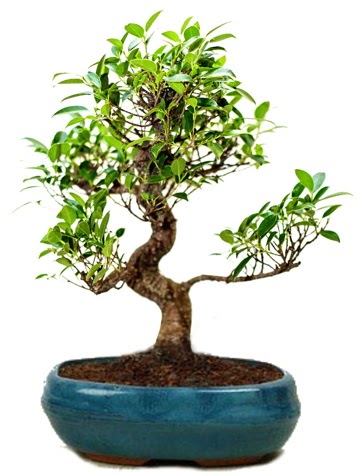 25 cm ile 30 cm aralnda Ficus S bonsai  zmir Karyaka online iek gnderme sipari 