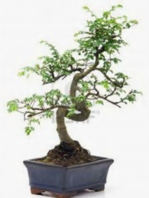 S gvde bonsai minyatr aa japon aac  zmir Konak 14 ubat sevgililer gn iek 