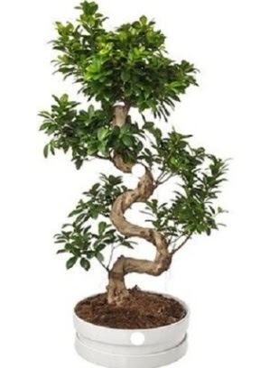 90 cm ile 100 cm civar S peyzaj bonsai  zmir Karyaka online iek gnderme sipari 