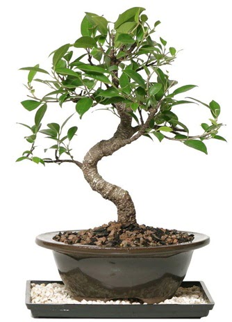 Altn kalite Ficus S bonsai  zmir Bayrakl uluslararas iek gnderme  Sper Kalite