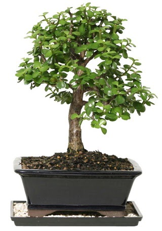 15 cm civar Zerkova bonsai bitkisi  zmir eme iek maazas , ieki adresleri 