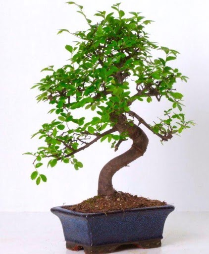 S gvdeli bonsai minyatr aa japon aac  zmir Karyaka online iek gnderme sipari 