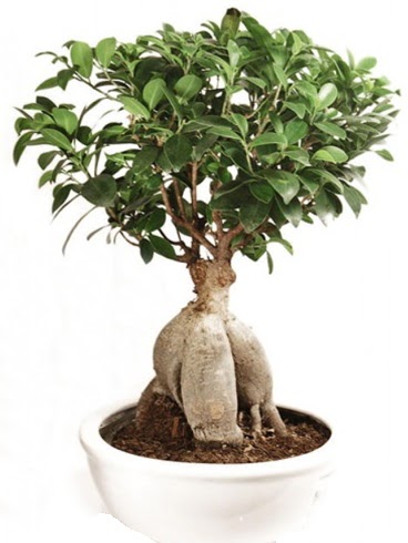 Ginseng bonsai japon aac ficus ginseng  zmir Kemalpaa iek siparii vermek 
