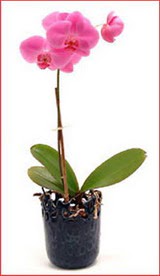  zmir Menemen hediye iek yolla  Phalaenopsis Orchid Plant